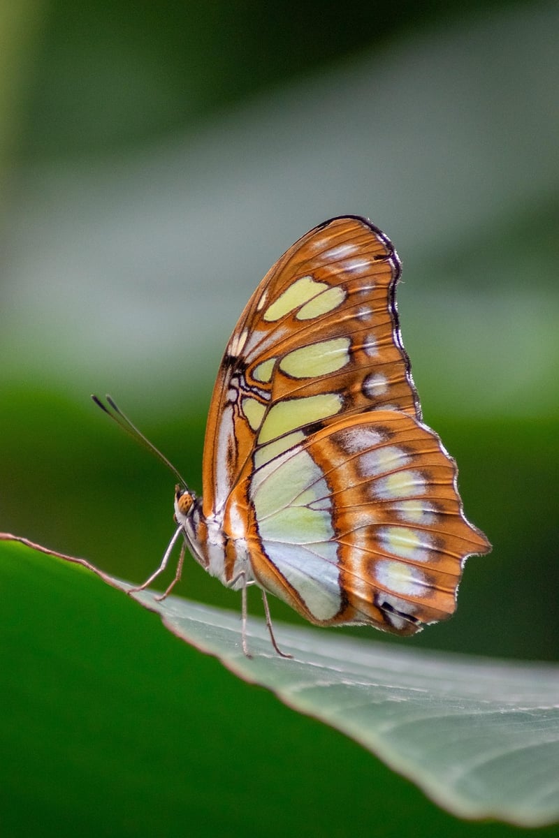 Butterfly effect